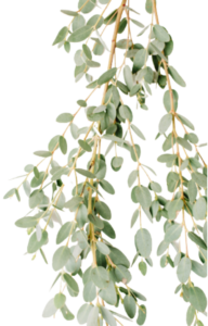 The powerful smell of eucalyptus interferes with the delicate senses of mosquitoes.