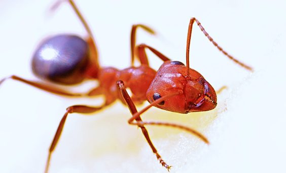 DIY fire ant treatments