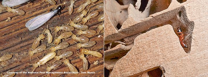termite and carpenter ant differences