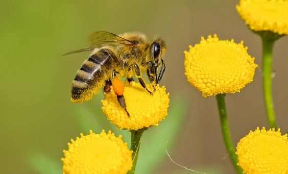 benefits of bees