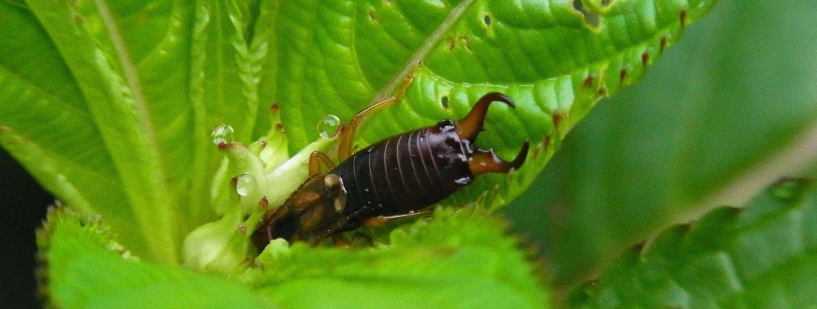 why are earwigs so hard to kill