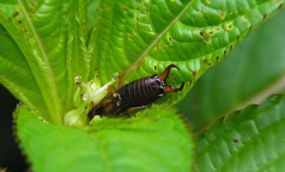 why are earwigs so hard to kill