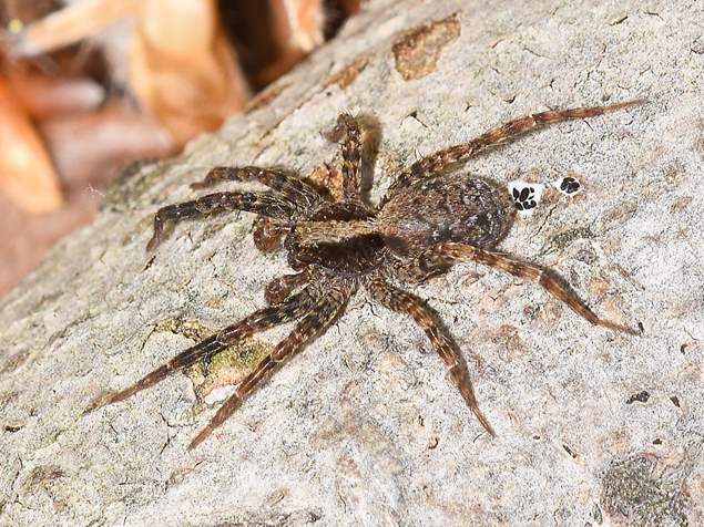 what does a wolf spider look like