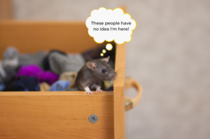 Don't let your sock drawer become a nest for rodents!
