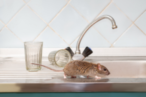 Your kitchen is a modern playground for rodents.