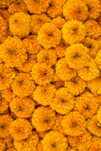 The pungent smell emitted by marigold is overwhelming to mosquitoes. 
