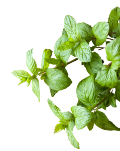 Every variety of mint repels mosquitoes!