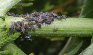 If you spot aphids in your garden...act quickly!